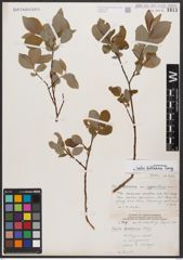 Salix bebbiana Sarg.